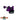 ACCURATE VALIANT PURPLE / BLACK SPECIAL EDITION-