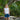 SALT LIFE TRIPPY SEAS SHORT-
